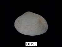 藏品(紫晃蛤)的圖片